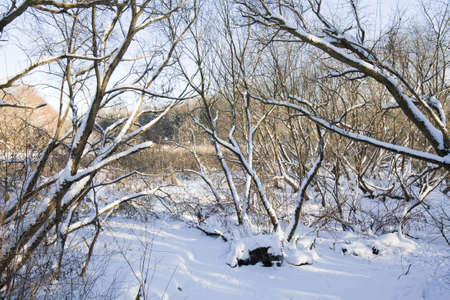 Winter groveの写真素材