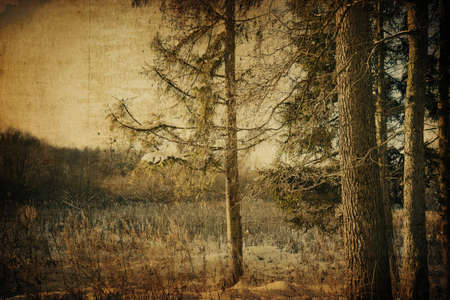 Vintage winter landscape with fir tree in centerの写真素材