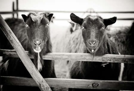 Two young goats standing in stable and looking surprised to camera. Black and white photography, focus on eyes.の写真素材