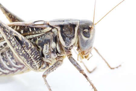 Big brown grasshopper on white backgroundの写真素材