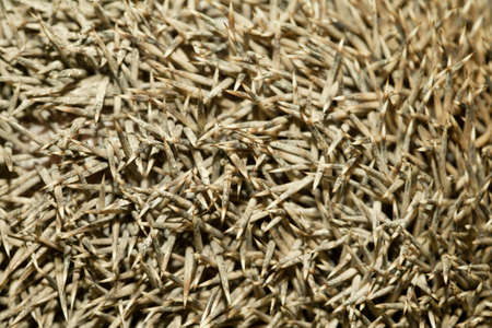 hedgehog spikes background. Sharp dense spikes backgroundの写真素材