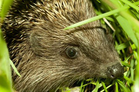 hedgehog head in green grass. Focus on eyes and earの写真素材