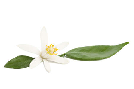 Single lemon white flower with green leaves on white background