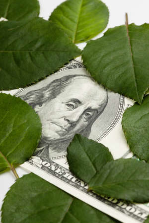 Selective focus image, focus on eyes, Dollar banknote among green fresh leaves の写真素材