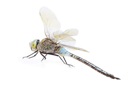 Big colored exotic dragonfly on white background  Side view shotの写真素材