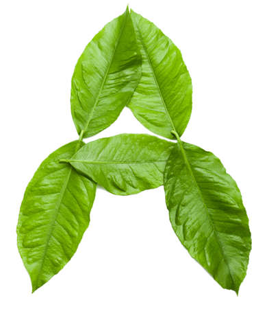 Letter A  created from fresh green leaves  Letter from word NATURE  see more in my portfolio  ...