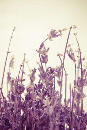 Abstract colored lavender on warm background with empty spaceの写真素材