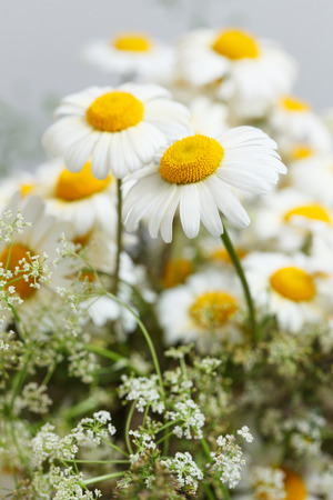 Wildflowers daisy bouquet. low aperture shot, focus on single daisyの写真素材