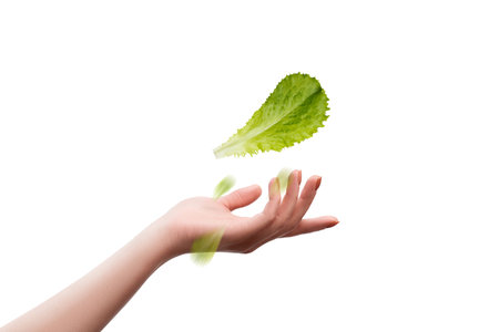 Leaf of lettuce salad in female hand on a white backgroundの写真素材