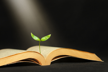 Plant grows to the sunbeam from the book. Education, literature, knowledge growth conceptの写真素材