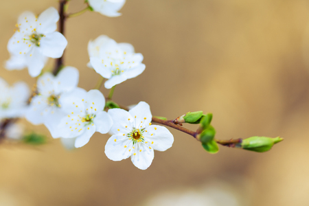Branch with flowers soft blossom on blurry bokeh background. Low aperture shot, selective focusの写真素材