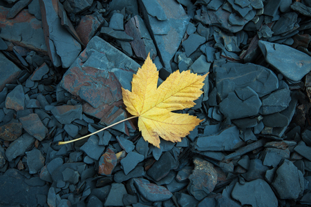 Single withered maple leaf on cold wet autumn stones. Low aperture, selective focusの写真素材