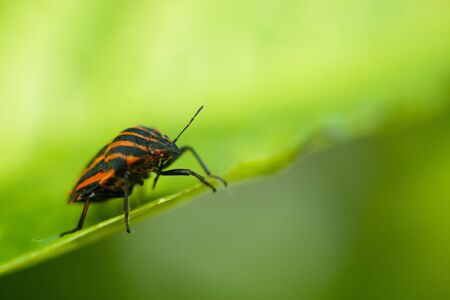 Fresh dewy grass and little ladybug, natural background. Picture with space for your text.の写真素材