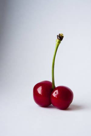 cherry and spine on a white backgroundの写真素材