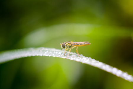 Ladybug  with water drops sitting on a leafの写真素材