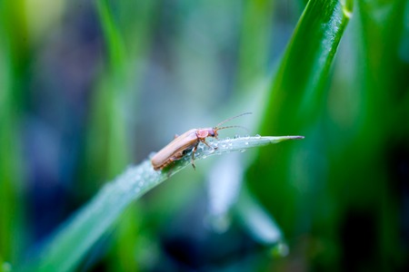 Ladybug  with water drops sitting on a leafの写真素材