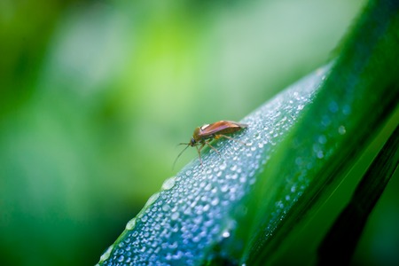 Ladybug  with water drops sitting on a leaf