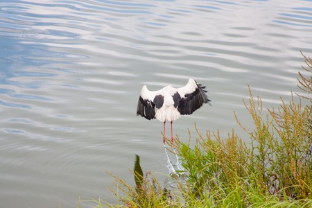 Stork in the water near reeds. concept of Wildlifeの写真素材