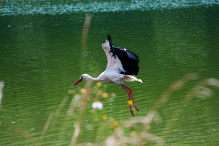 Stork in the water near reeds. concept of Wildlifeの写真素材