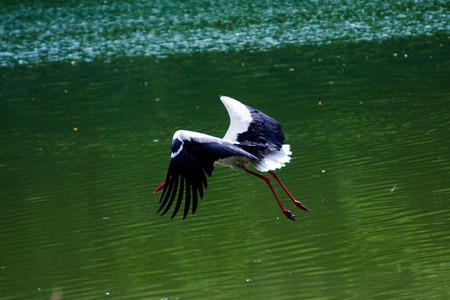 Stork in the water near reeds. concept of Wildlifeの写真素材