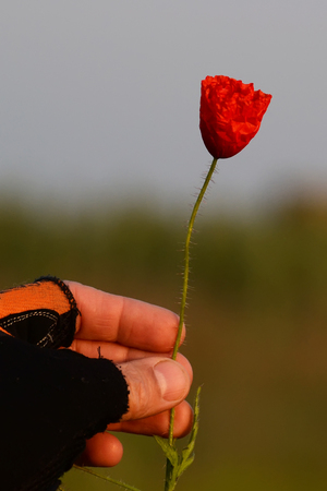 Gloved hand holding a poppy flower unblown. Early morning in the steppe.の写真素材