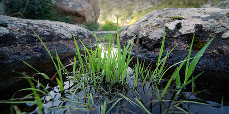 Green grass with dew drops in the deepening of the water among the granite rocks. Close-up.の写真素材