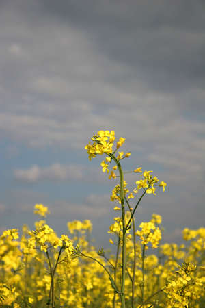 Yellow Flowers And A Lot Of Space For Text