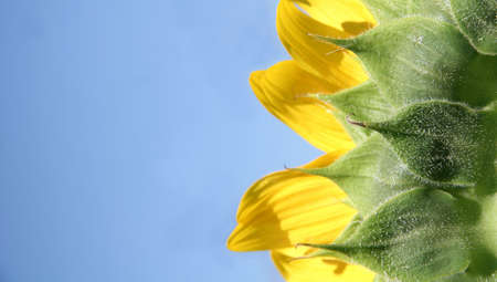 Back Of A Sunflower And A Blue Skyの写真素材