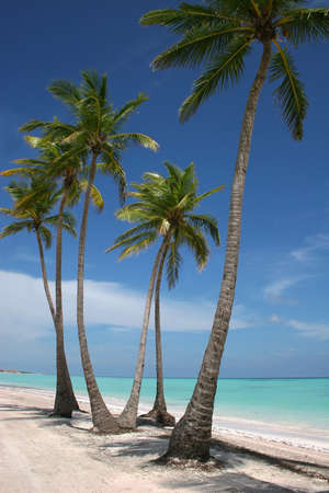 White Sand Paradise Beach