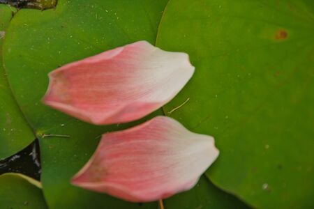 Plan a lotus petal fallの写真素材