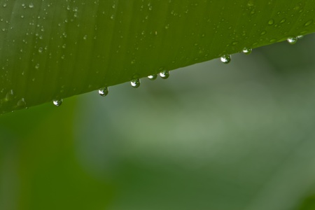 Banana leaf after rainの写真素材