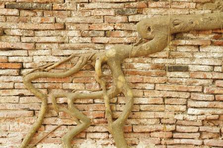 Roots on the old brick wallの写真素材