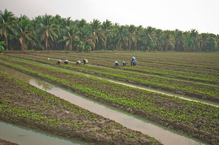 Images farmers are growing vegetablesの写真素材
