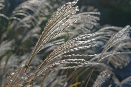 Grass along the pathの写真素材