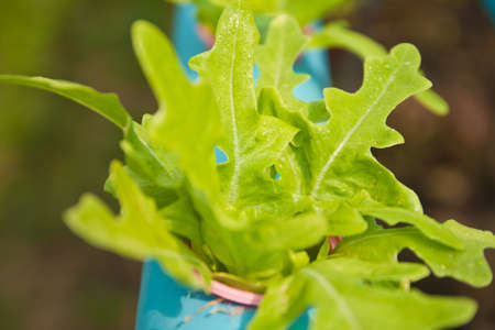 Green plant growing in Green Oak Hydroponicsの写真素材