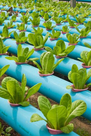 Butter head planting systems Hydroponicsのeditorial素材