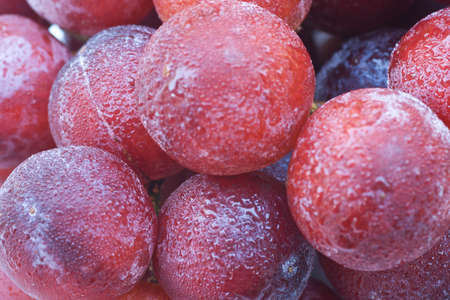 Close up photo of red grapesの写真素材