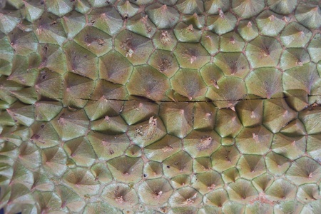 Photo close up durian surface crust