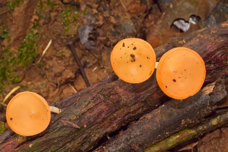 Fungi Cup Orange Park Khao Yaiの写真素材