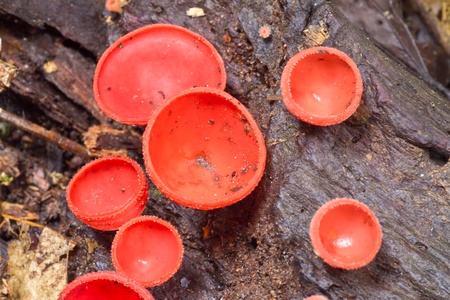 Fungi Cup Orange Park Khao Yaiの写真素材