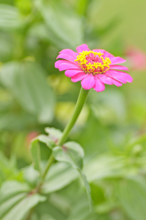 Picture closeup zinnia in the gardenの写真素材