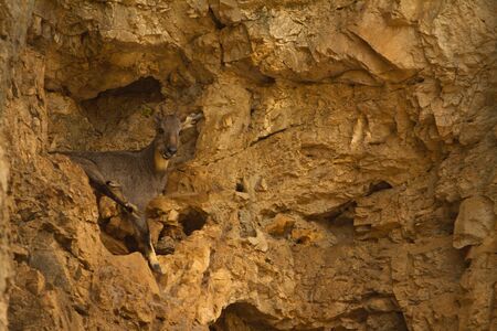Goral mammal on the mountainの写真素材