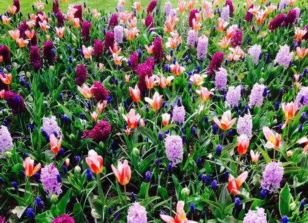 The tulips in the gardenの素材