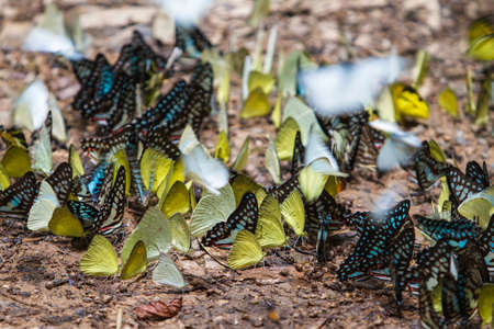 Colorful butterflies in the forestの写真素材