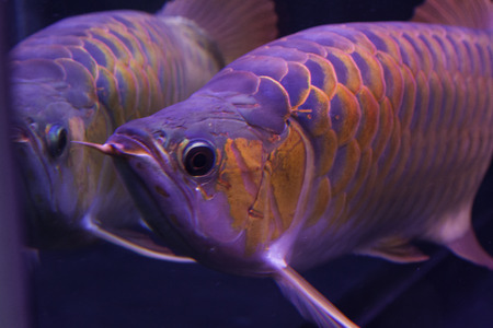 Dragon fish in the aquarium