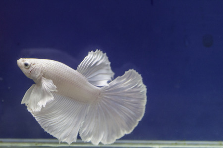 Thailand fish in the the aquariumの写真素材