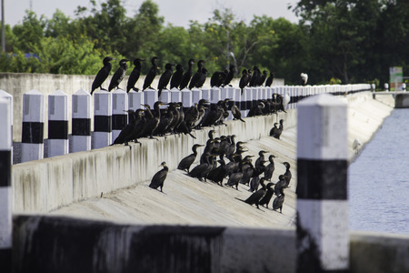 The teal in the reservoirの写真素材