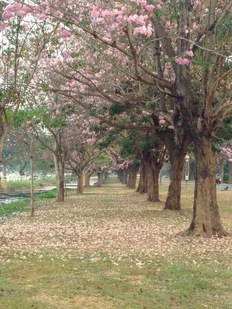Pink trumpet tree blooms in the park.
