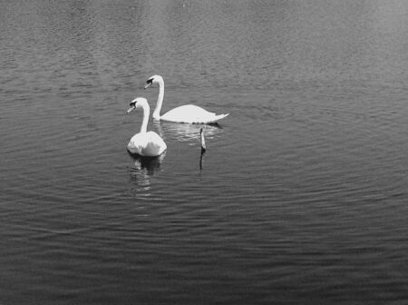 White swan in a pondの素材