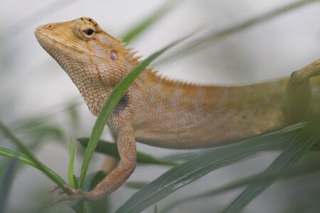 ?????????????????????????の写真素材